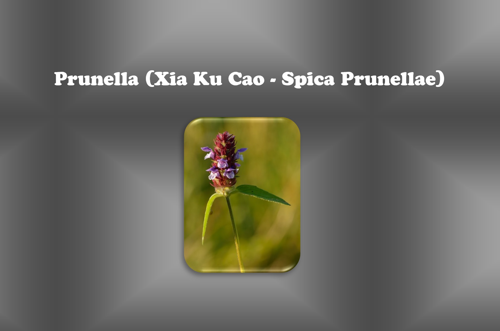 Prunella (Xia Ku Cao - Spica Prunellae)