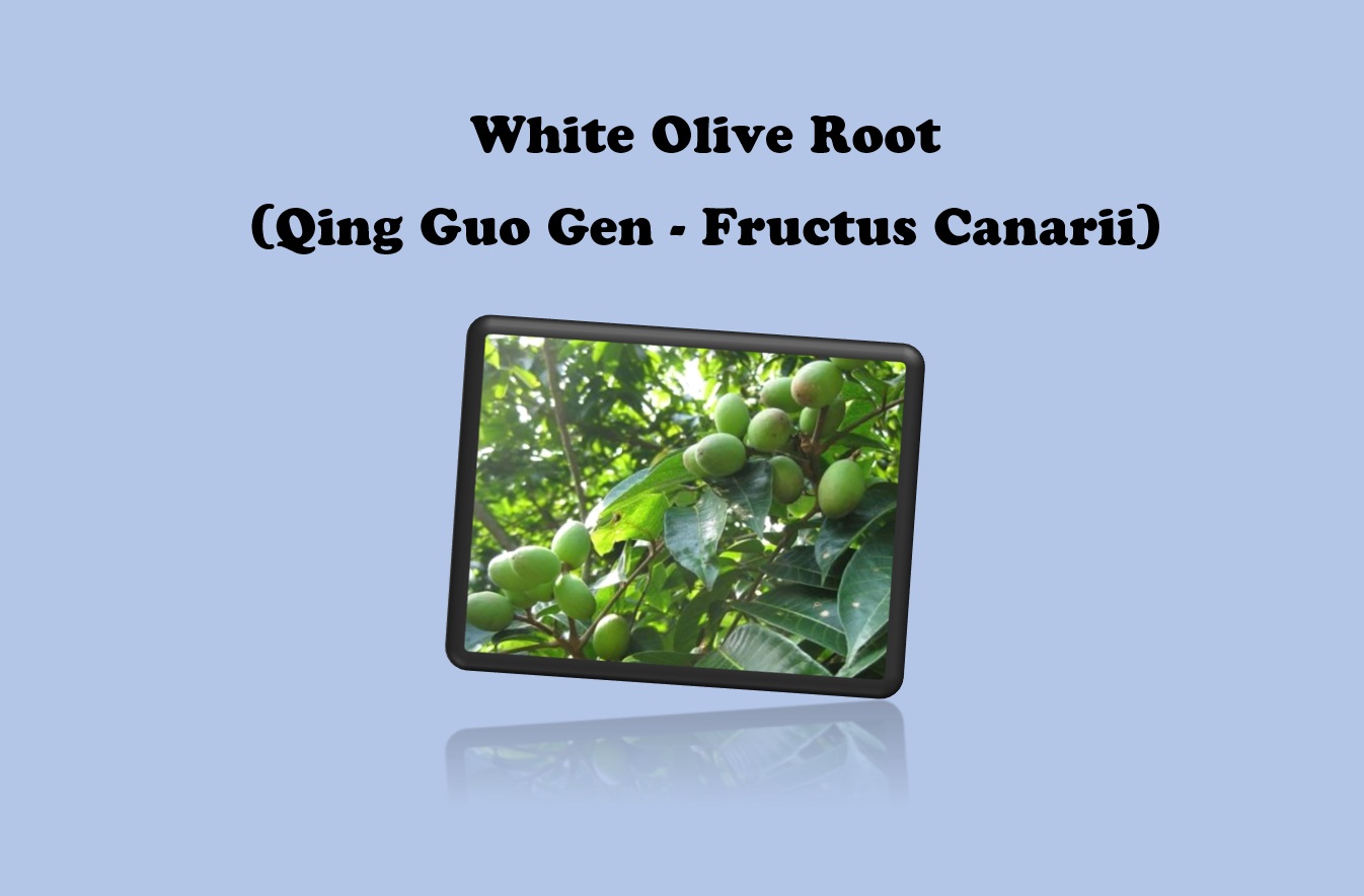 White Olive Root (Qing Guo Gen - Fructus Canarii)